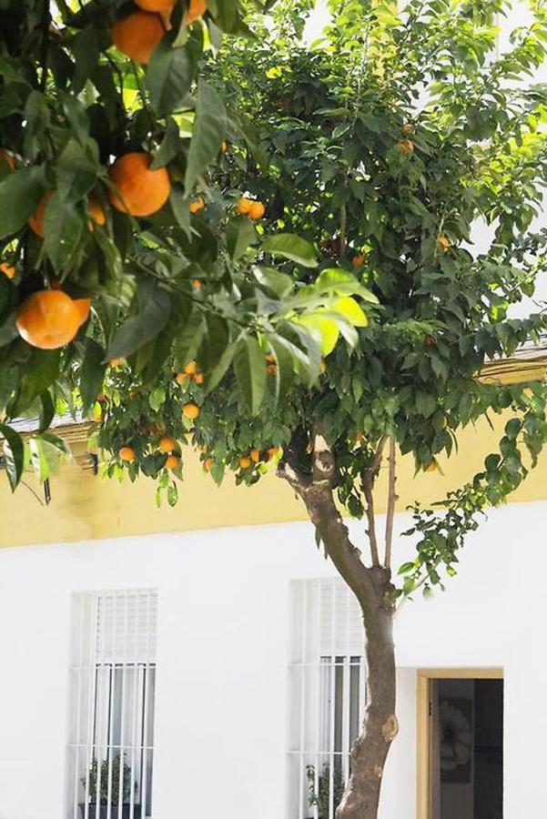 Apartamento Costasol Cordoue Extérieur photo